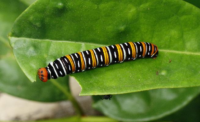 Coeliades kenya caterpillar final instar